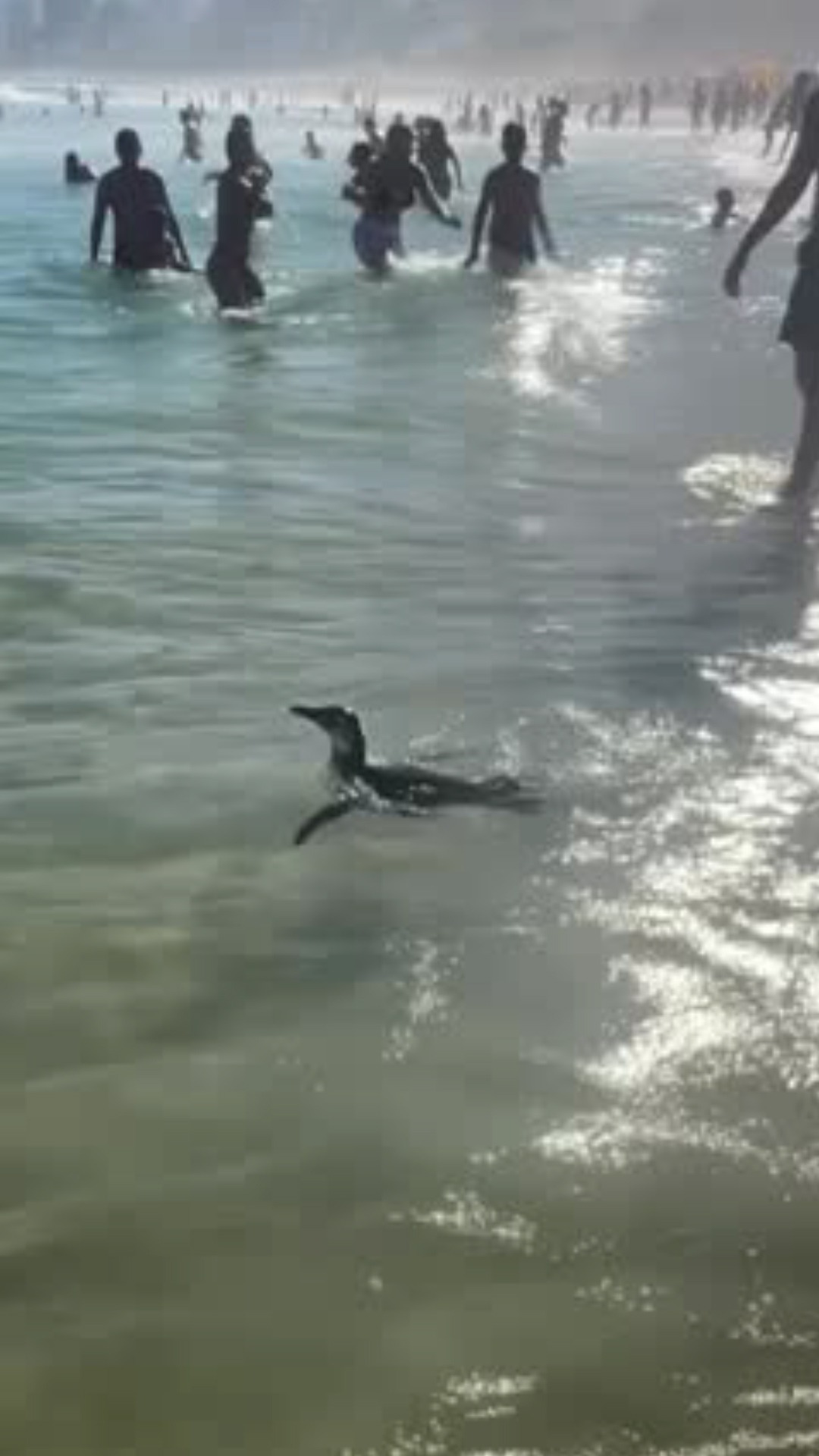 Un pingüino nada entre los bañistas en una playa de Río de Janeiro