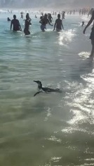 Un pingüino nada entre los bañistas en una playa de Río de Janeiro