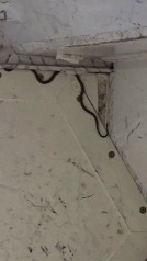 Una serpiente dentro de un avión obliga a retrasar el vuelo