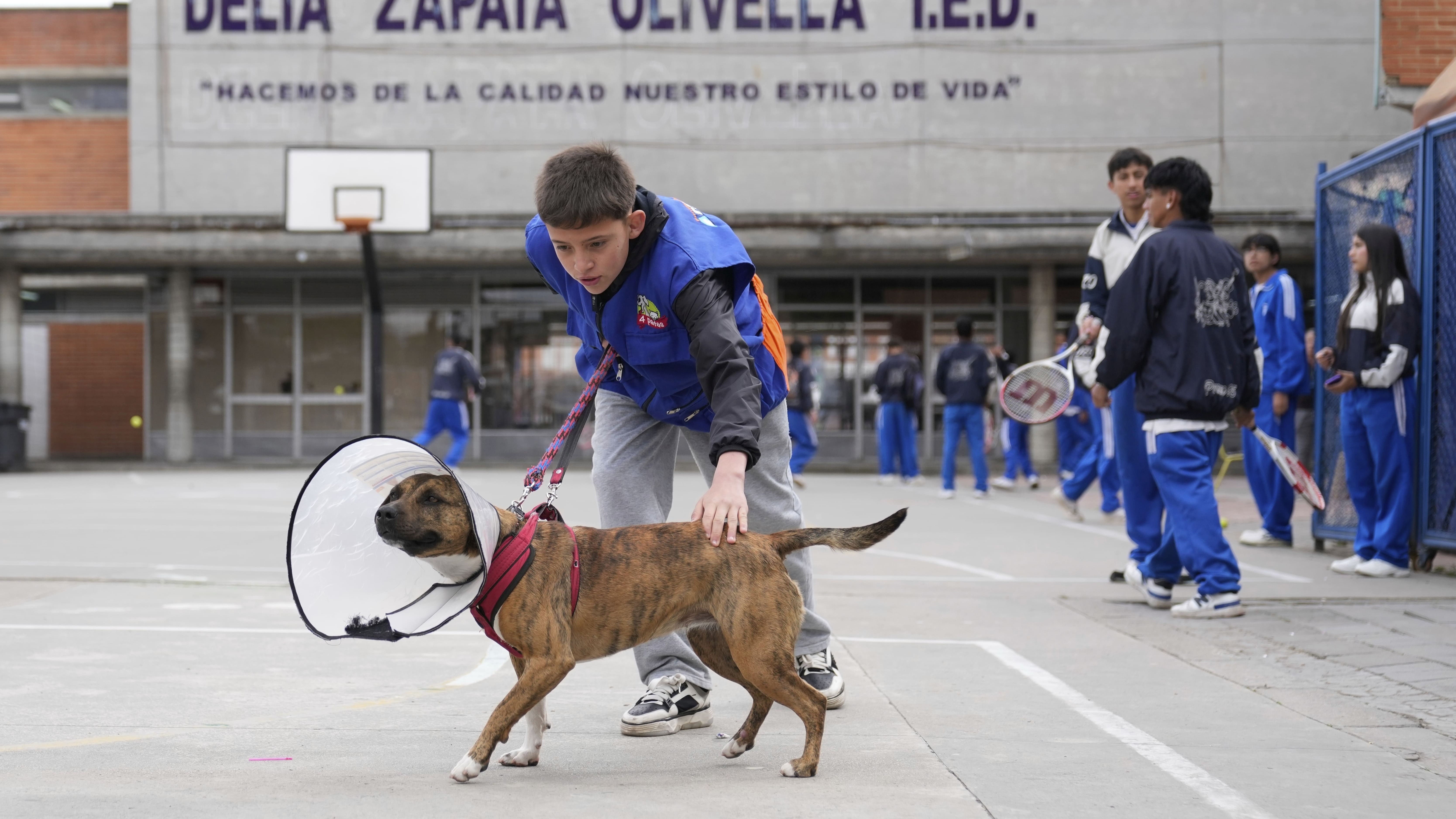 Un refugio animal en una escuela de Bogotá