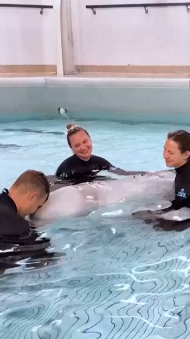 Una ballena beluga hace historia al ser la primera en sobrevivir a una anestesia general