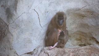 Nace un nuevo dril, primate en grave peligro de extinción