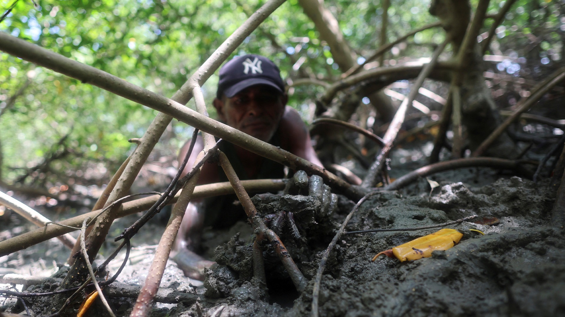 Manglares amazónicos de Brasil: ecosistemas vitales en riesgo