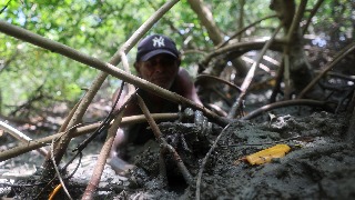 Manglares amazónicos de Brasil: ecosistemas vitales en riesgo