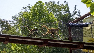 Monos araña mexicanos son rescatados en Estados Unidos