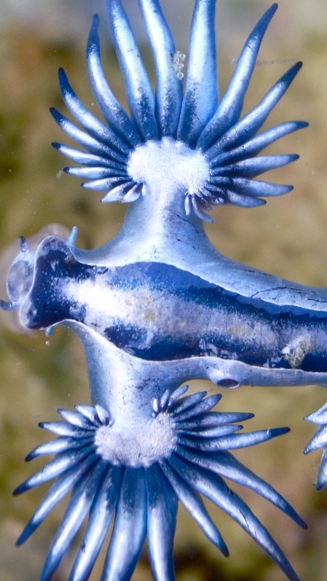 Qué es el dragón azul, que amenaza las playas de España