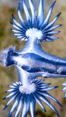 Qué es el dragón azul, que amenaza las playas de España