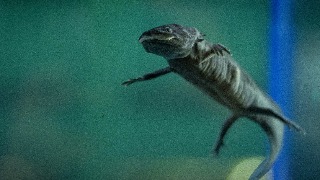 La gentrificación en Xochimilco