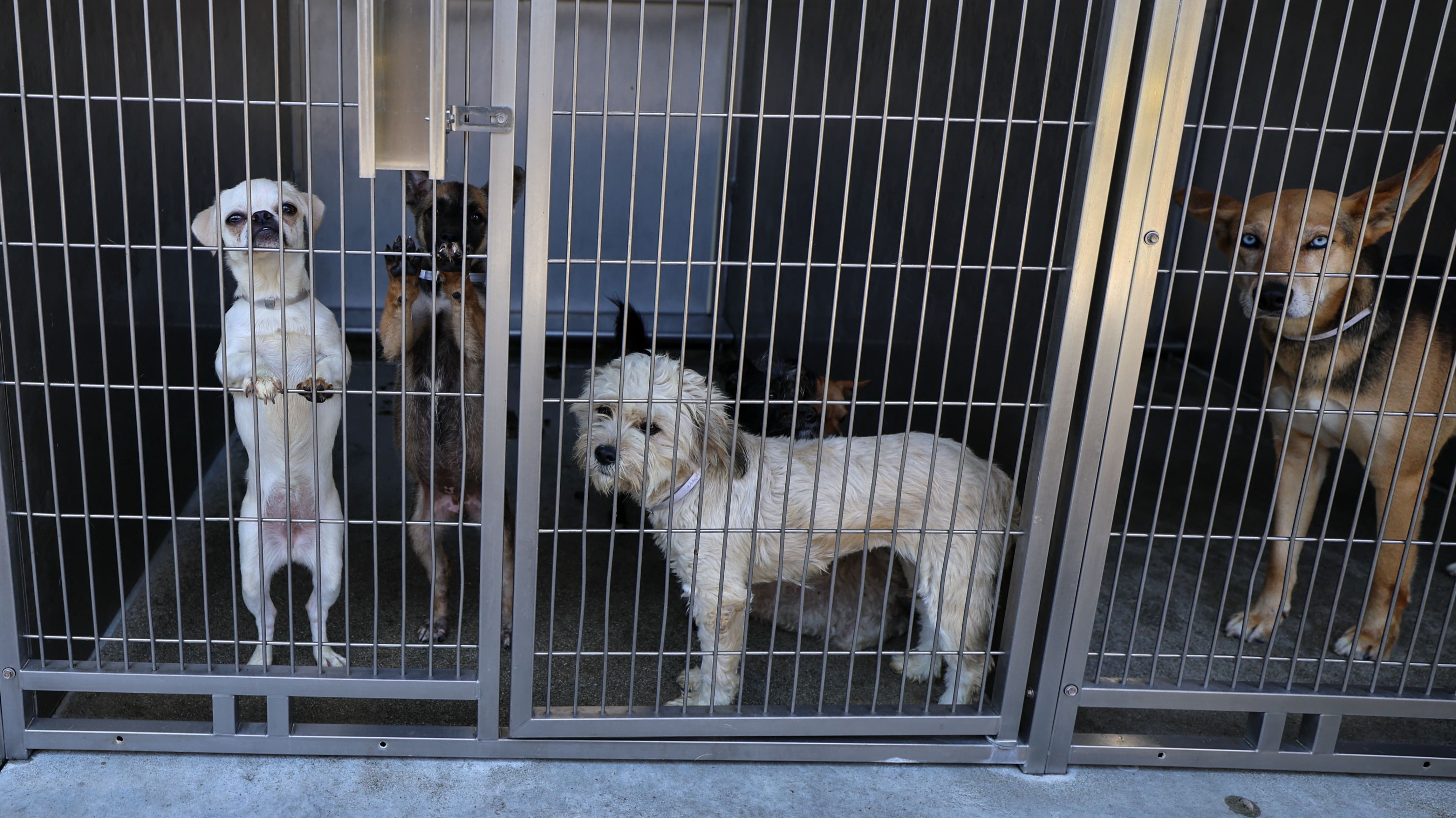 Mascotas terminan en refugios de Los Ángeles tras redadas de ICE