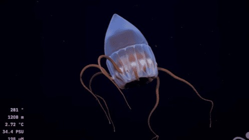 La transmisión viral desde el fondo del mar