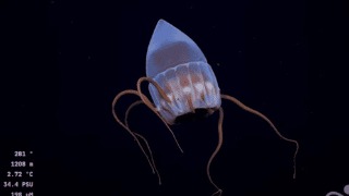 La transmisión viral desde el fondo del mar