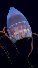 Las imágenes de la expedición submarina en Argentina