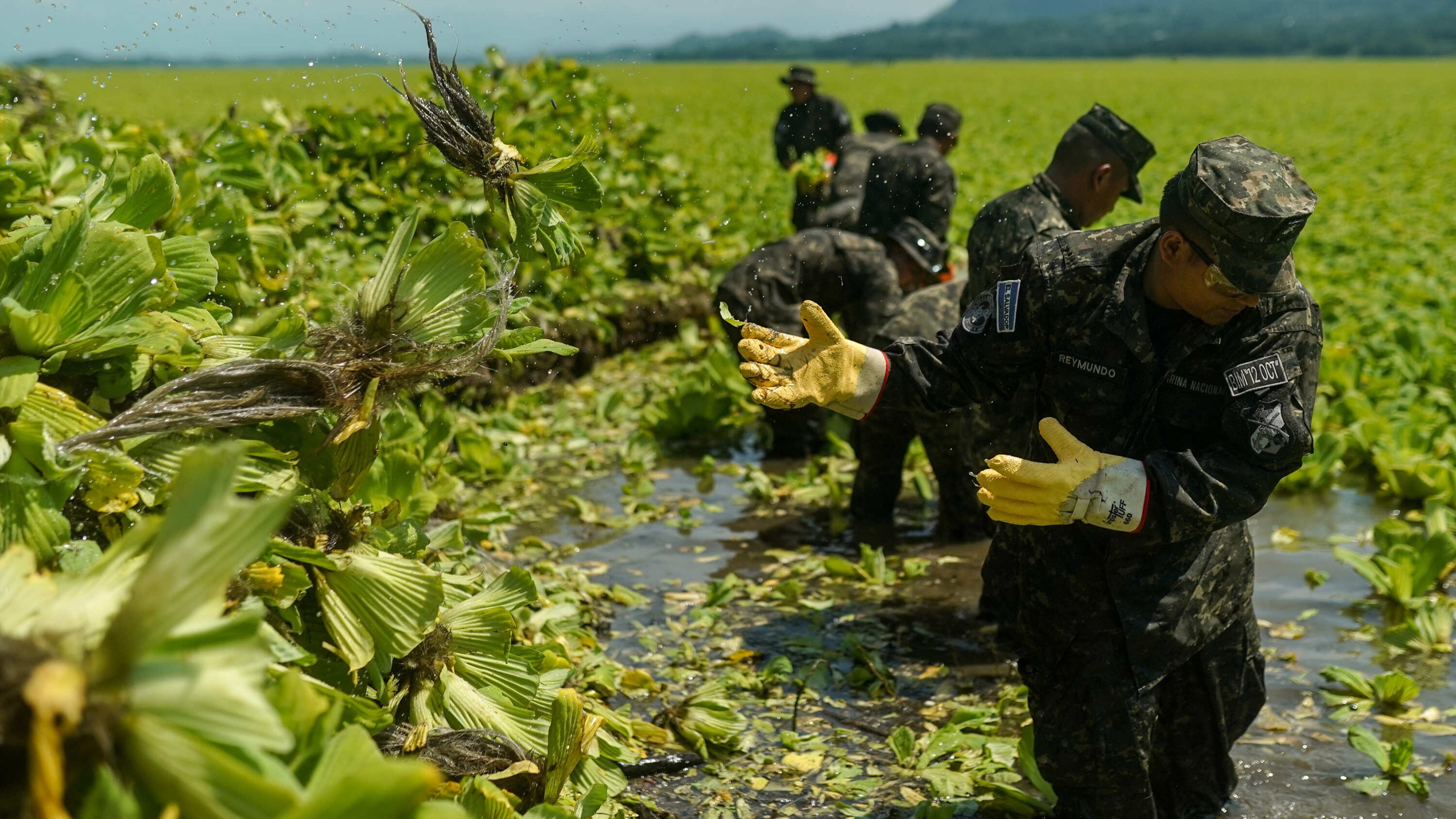 Lechuga acuática invade embalse en El Salvador