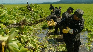 Lechuga acuática invade embalse en El Salvador