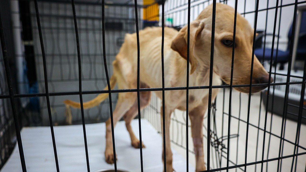 Polémica de maltrato animal en Santa Catarina