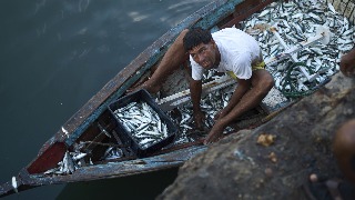 La crisis pesquera en Venezuela