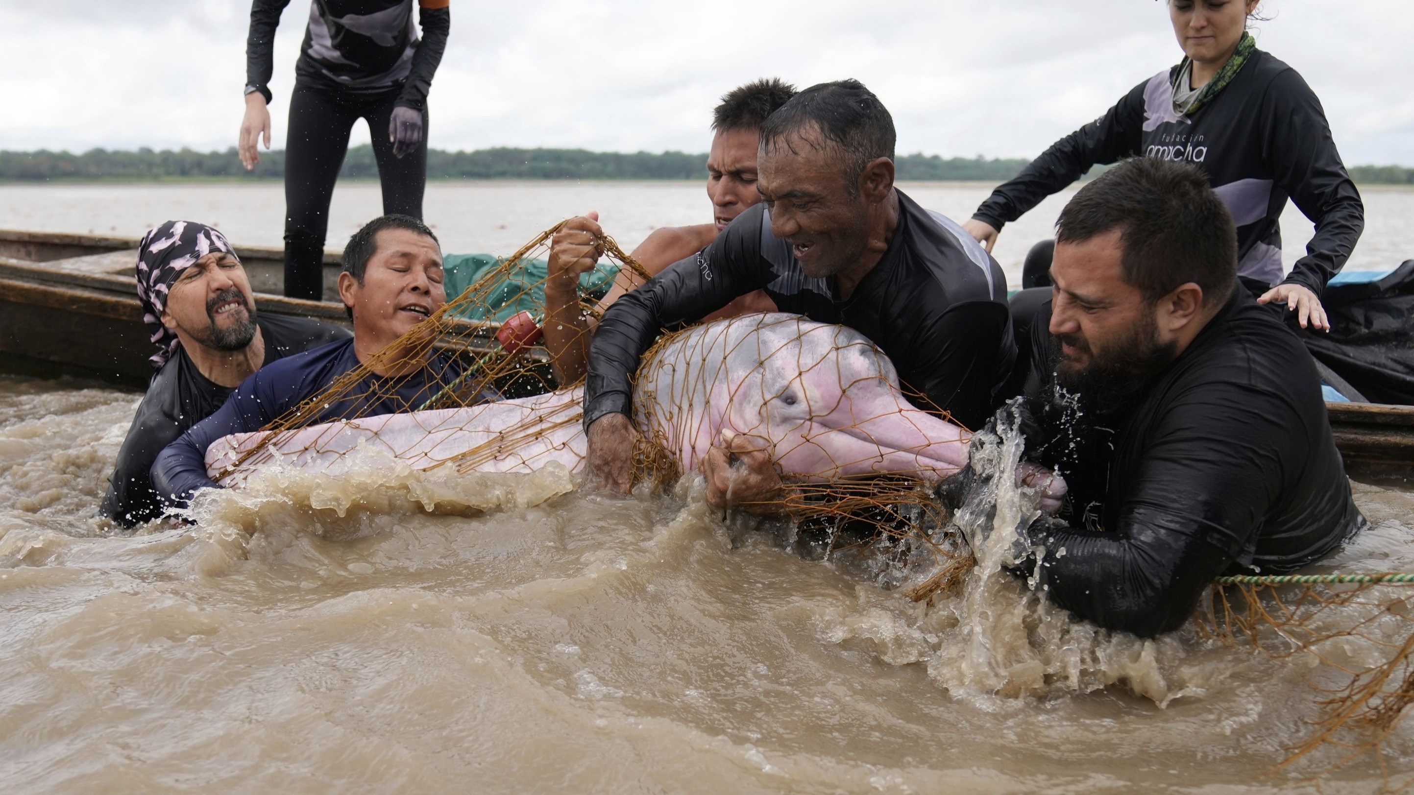 Delfines rosados en peligro en Colombia