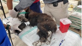 El caso de la osezna 'Mina' en Nuevo León