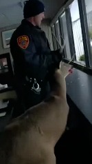 La policía libera a un ciervo atrapado en un banco