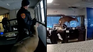 Policía de Nueva York rescata a un venado atrapado en un banco