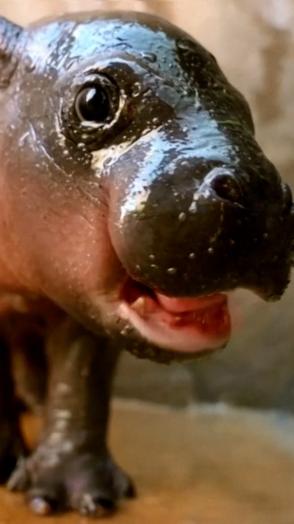 Hipopótama pigmea se hace viral en redes sociales