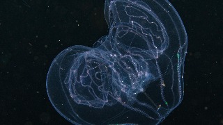 Los fantasmas del océano en Colombia