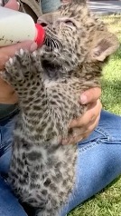 Nacen cachorros de jaguar en el Zoológico de Irapuato