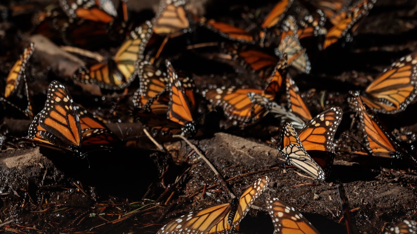México exige a EE UU tomar medidas sobre herbicidas que afectan a la mariposa monarca