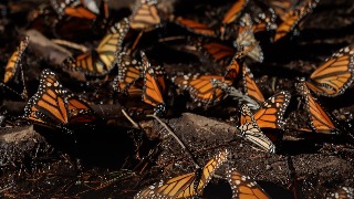 México exige a EE UU tomar medidas sobre herbicidas que afectan a la mariposa monarca
