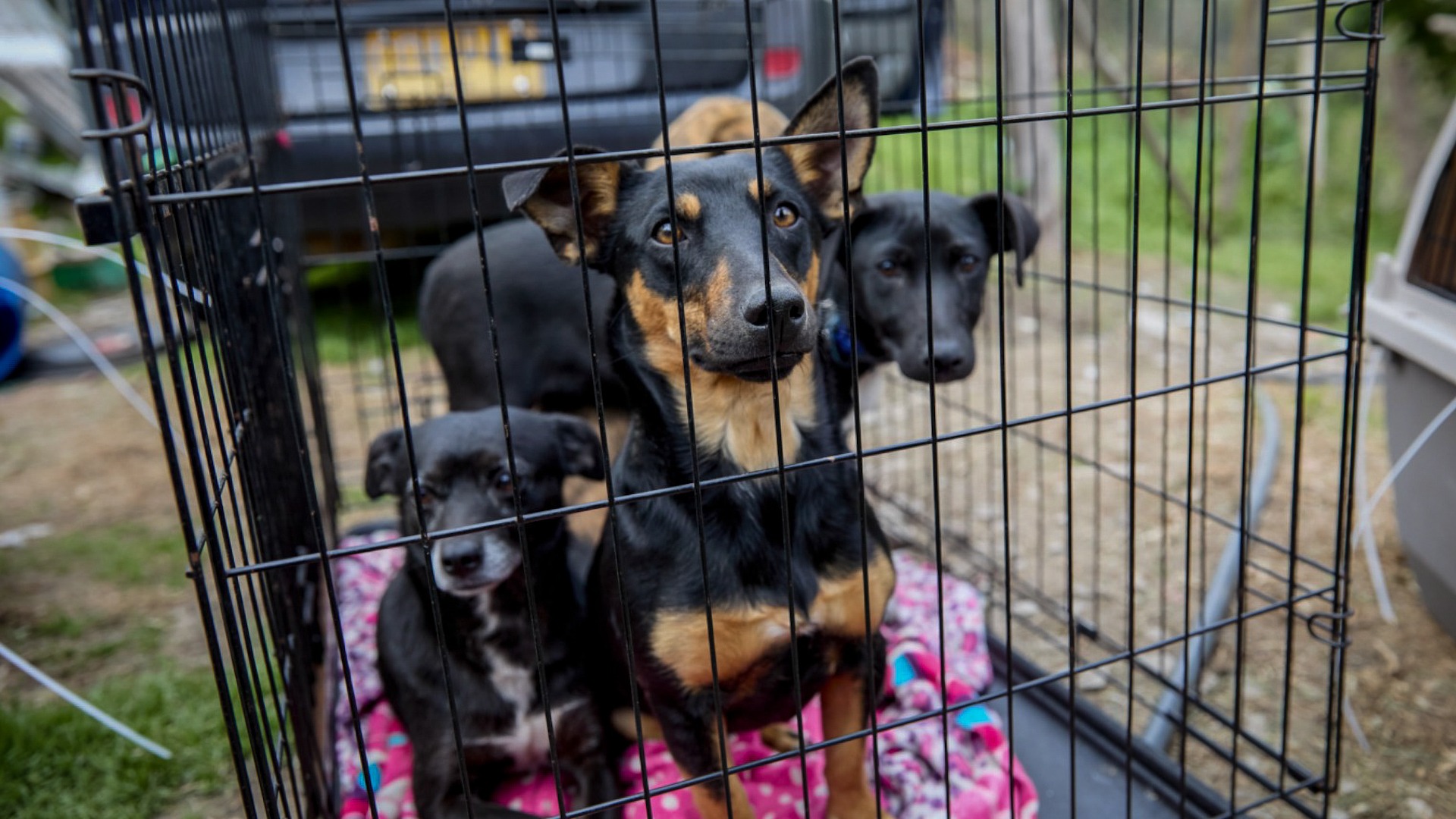 Colombia allana una convención internacional para peleas de perros cerca a Bogotá