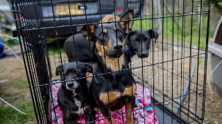 Colombia allana una convención internacional para peleas de perros cerca a Bogotá