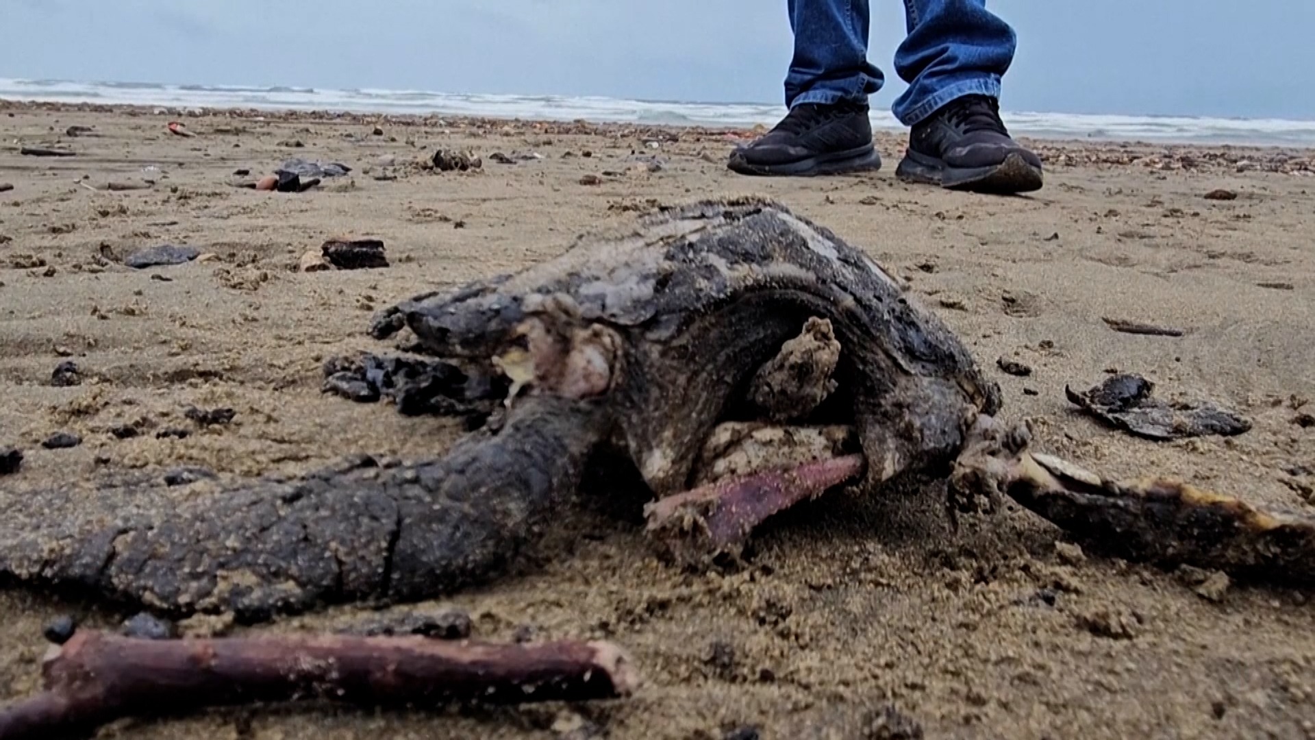 Petróleo continúa llegando a las costas de Veracruz
