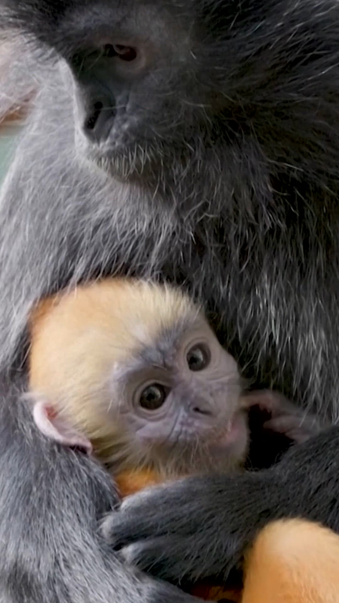 Mono bebé debuta en el Zoológico del Bronx