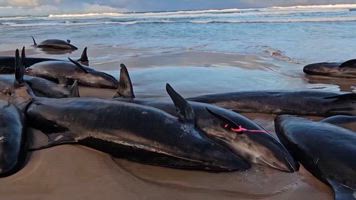 157 ballenas quedan varadas en un playa de Tasmania