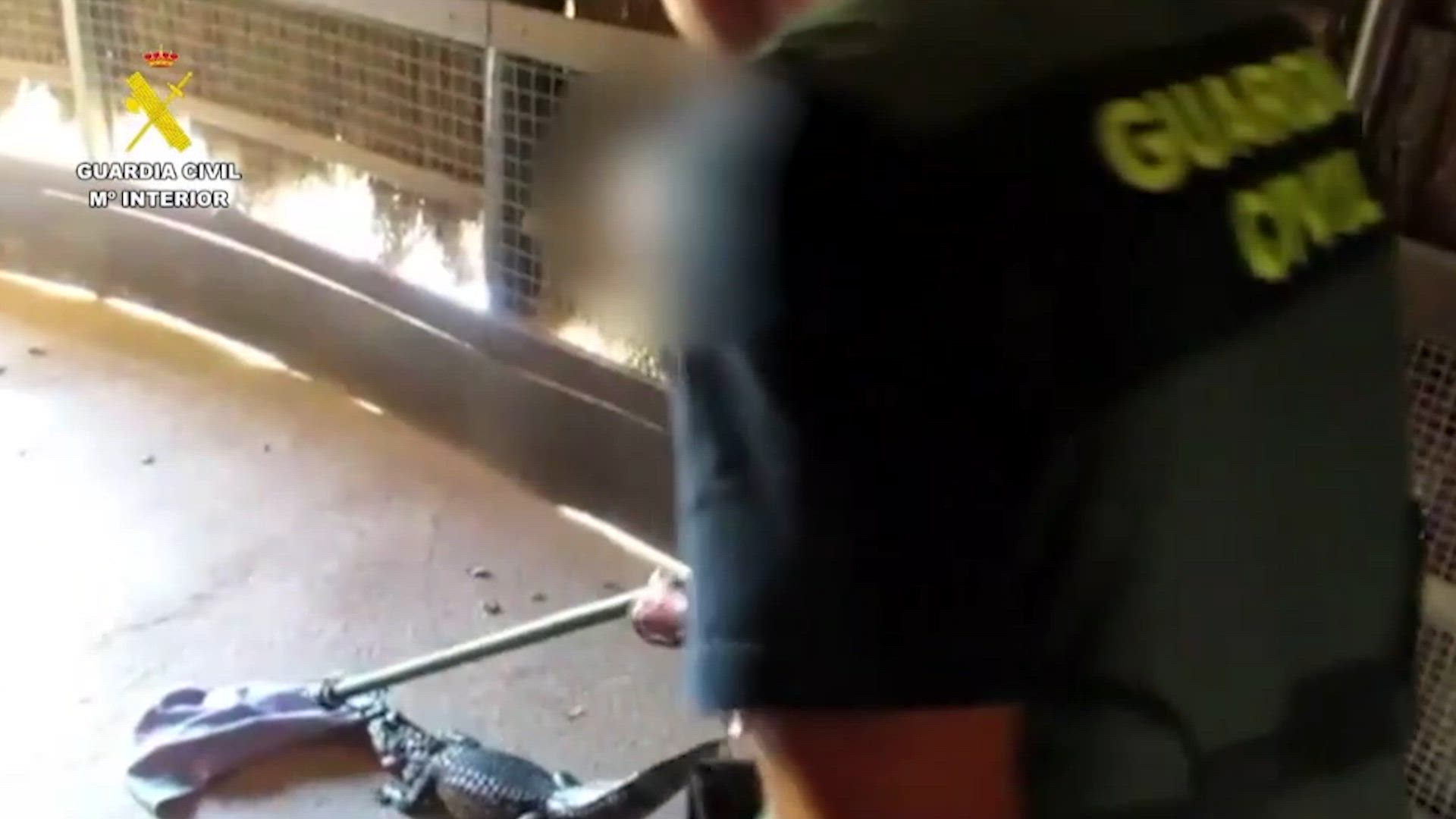 Operación contra el tráfico de animales de la Guardia Civil