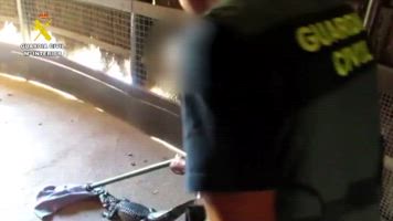 Operación contra el tráfico de animales de la Guardia Civil