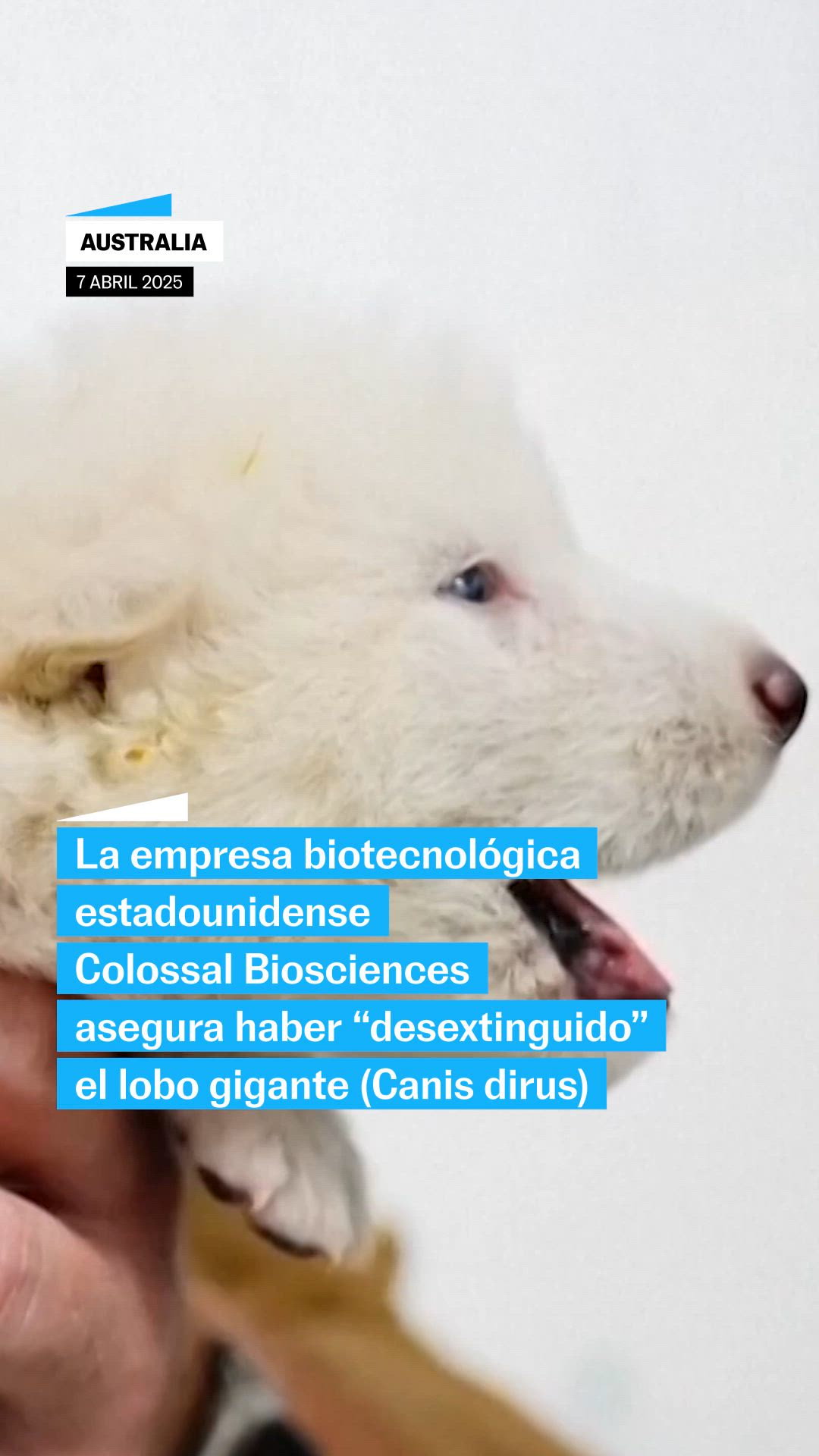 La empresa Colossal anuncia la “desextinción” del lobo gigante