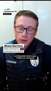 La policía estadounidense captura un canguro que vagaba suelto en Colorado