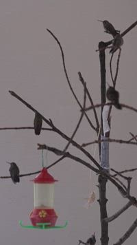 Un santuario de colibríes en Ciudad de México