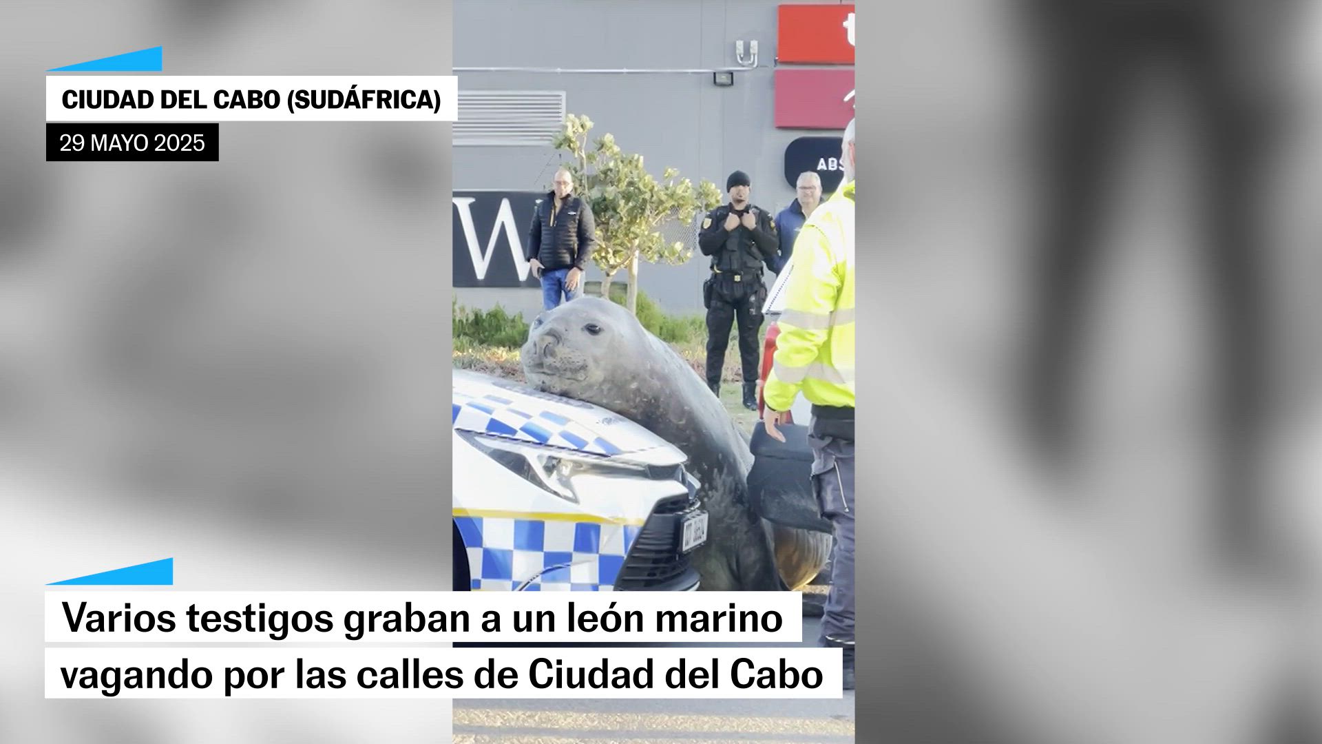 Un león marino vaga perdido por las calles de Ciudad del Cabo