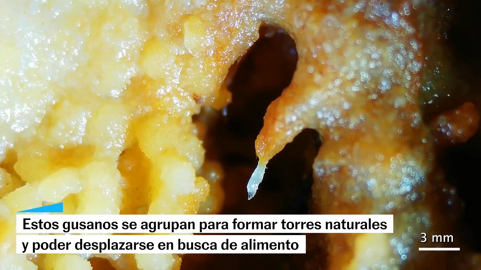 Así es como estos gusanos hacen torres para desplazarse en busca de alimento
