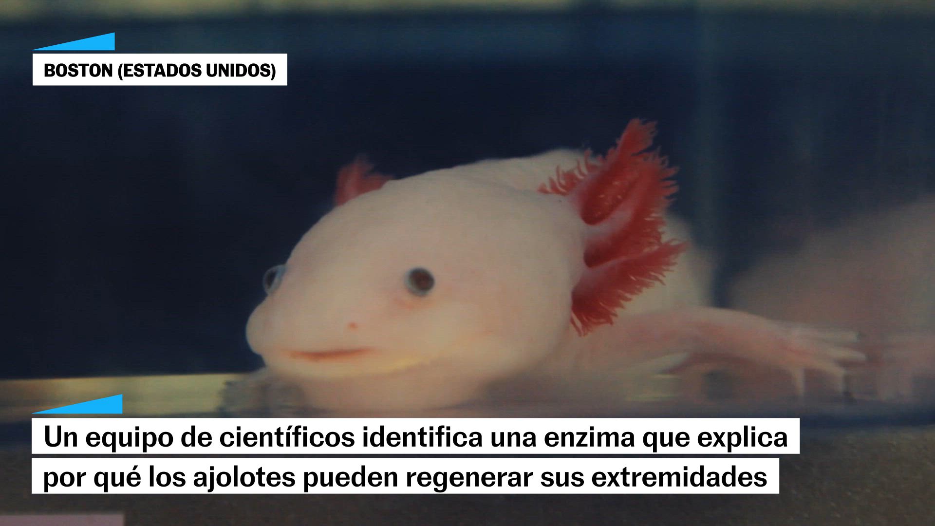 Un equipo de científicos identifica una enzima que explica por qué los ajolotes pueden regenerar sus extremidades