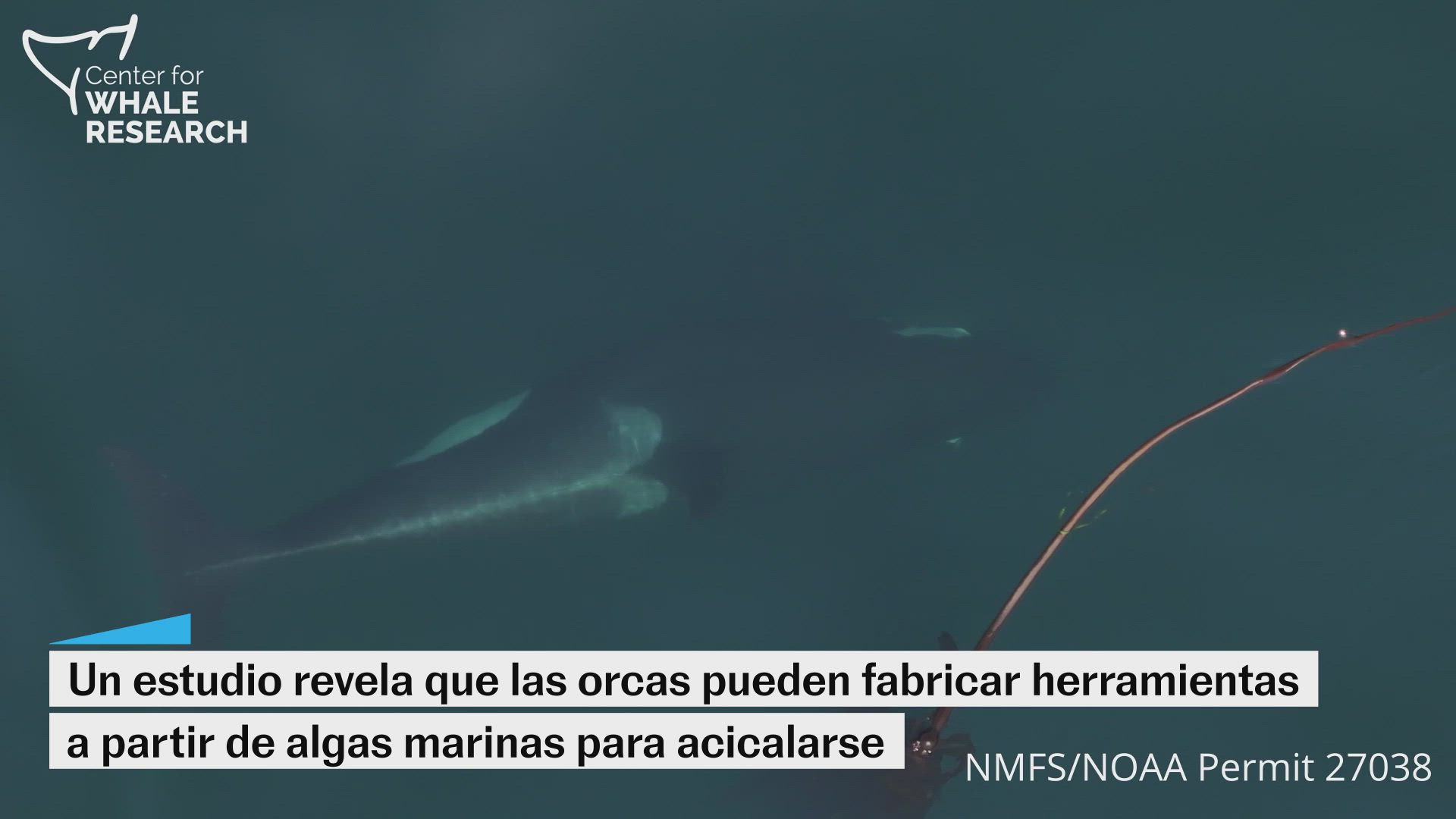 Orcas fabrican herramientas con algas marinas para acicalarse