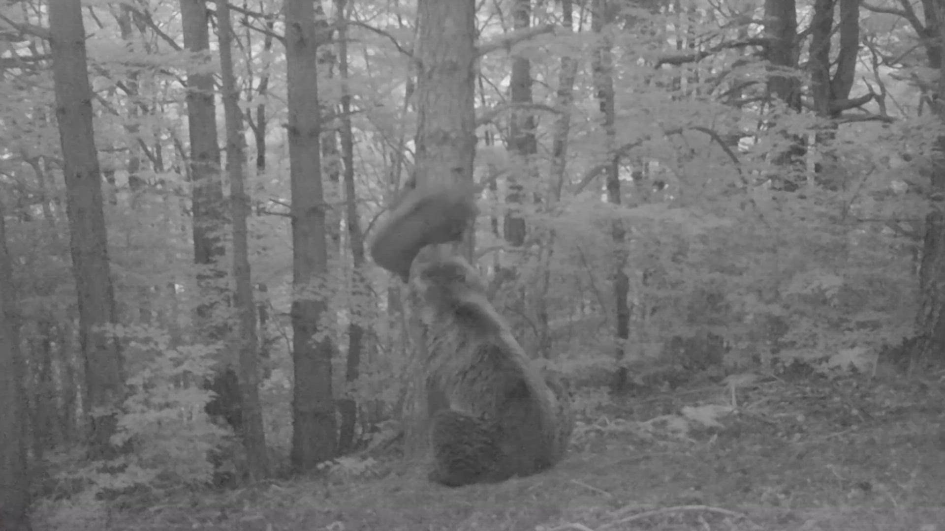 El nacimiento del primer osezno en territorio aragonés en más de medio siglo