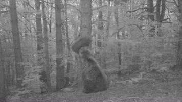 El nacimiento del primer osezno en territorio aragonés en más de medio siglo