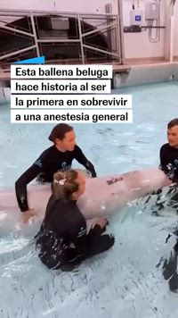 Una ballena beluga hace historia al ser la primera en sobrevivir a una anestesia general