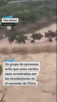 Un grupo de personas evita que unos cerdos sean arrastrados por las inundaciones en el suroeste de China