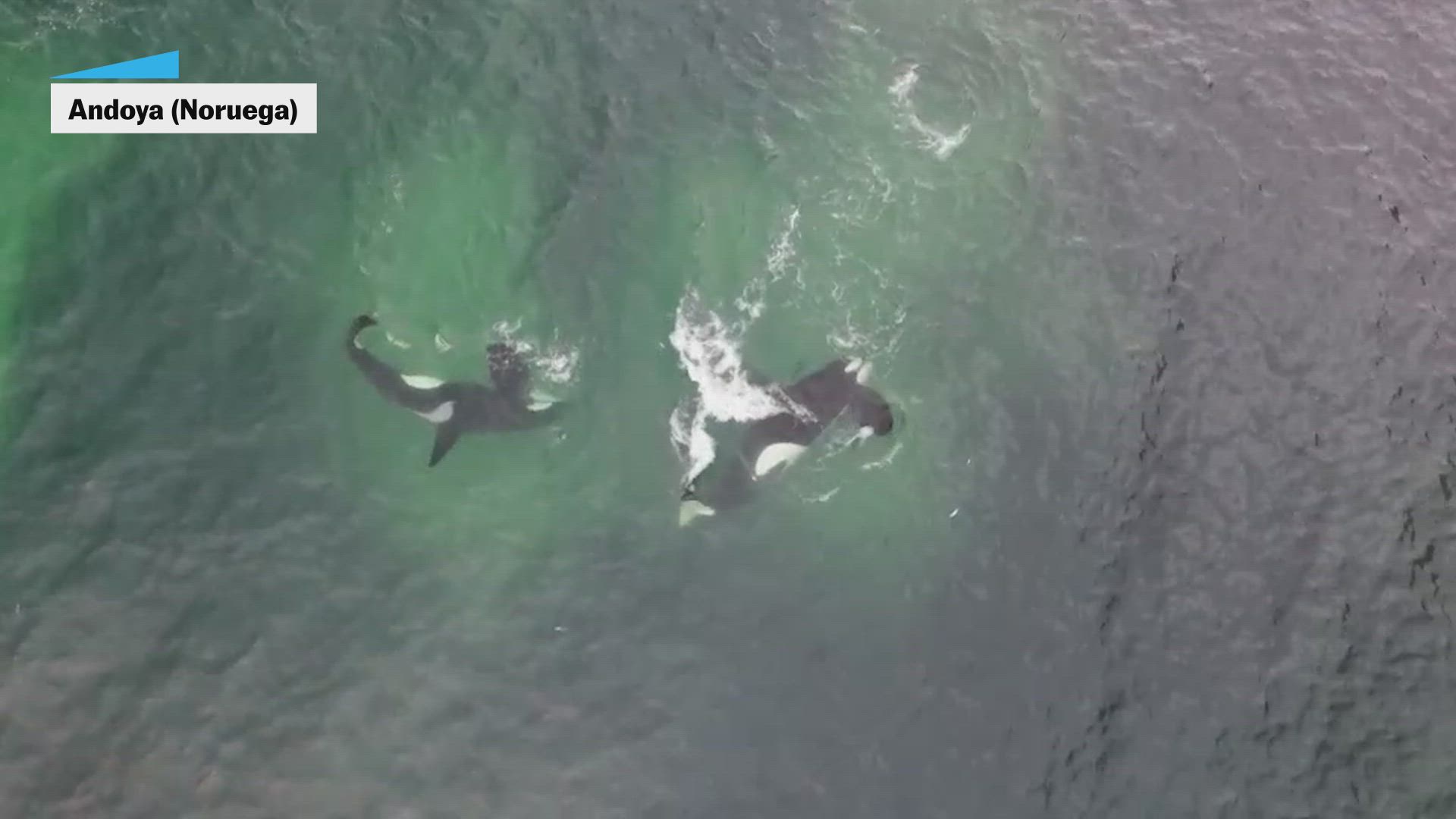 Las orcas aprenden a cazar siguiendo “un patrón geométrico”