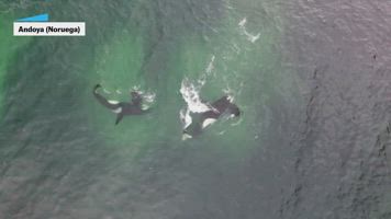 Las orcas aprenden a cazar siguiendo “un patrón geométrico”