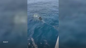 Así fue el rescate de una persona que iba a la deriva en una patera hinchable